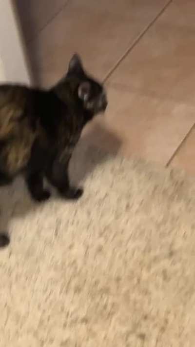 Cat we rescued in winter, she doesn&rsquo;t meow only screams
