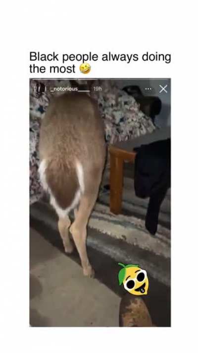 Dude caught a whole deer