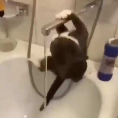 aptal kedi