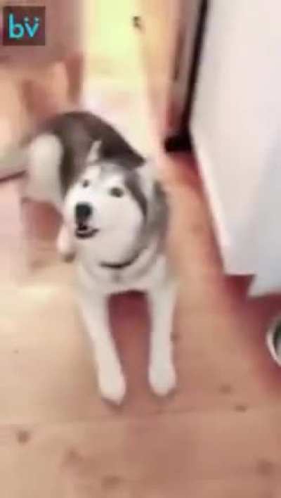 The look of a dog who&acirc;s had enough