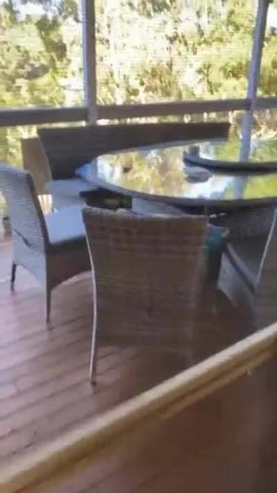 Feeding a Kookaburra with pasta.