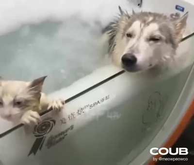 SiCk FuCK bOiLS HiS PeTS ALiVe