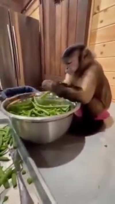 Reject househelp, return to monke