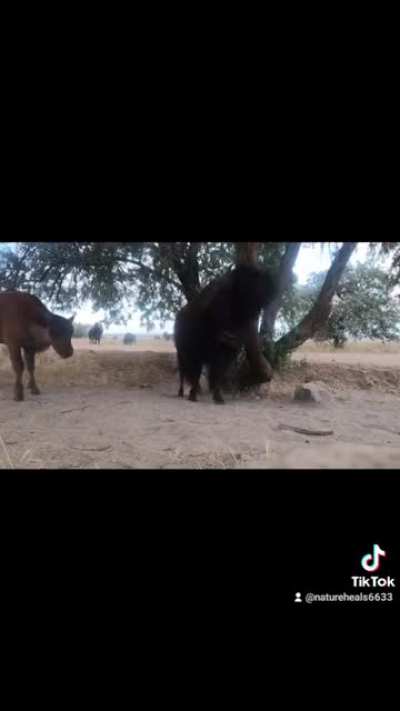 Baby bison boops our camera