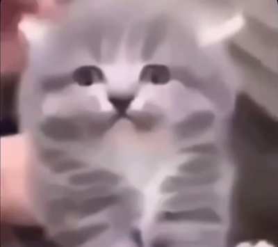 A very unhappy kitten