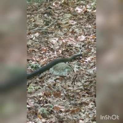 Snakey Boy