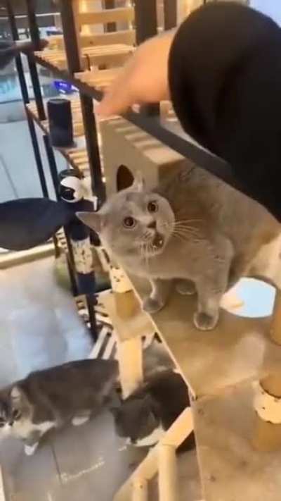 funny kitten