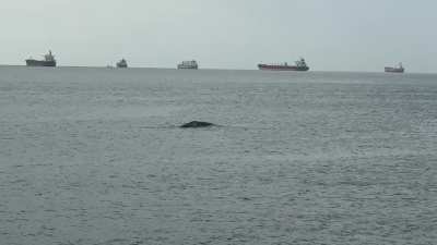 Whale!