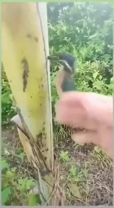 humanin being bro safe bird