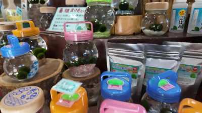 A Quick Peek of Marimo Mania Inside One of the Souvenir Shops in Akanko Onsen, Hokkaido, Japan.