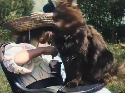 The world's first cat clip ever from 1899, "Little girl and cat". Colorized and speed adjusted.