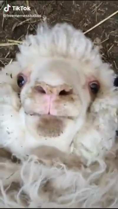 🐑