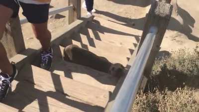 CHONKY Seal don&rsquo;t care about your steps