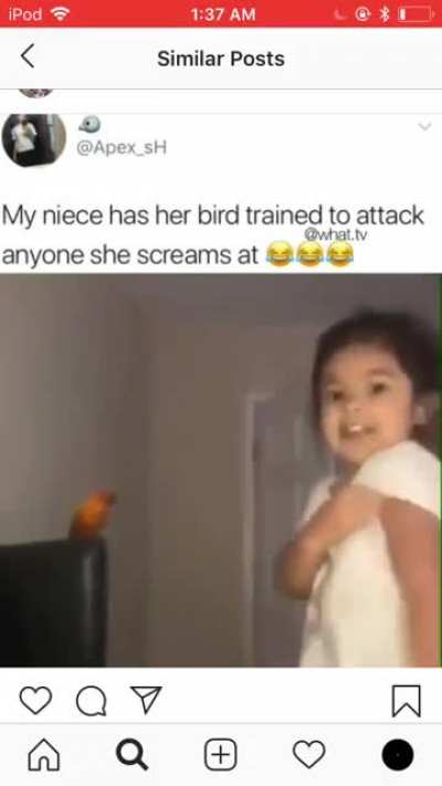 Bird attack