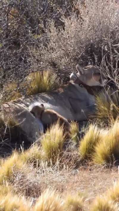 Otro nueva adición en Parque Patagonia, la puma de nombre Mirta y su cachorrita de apenas un mes