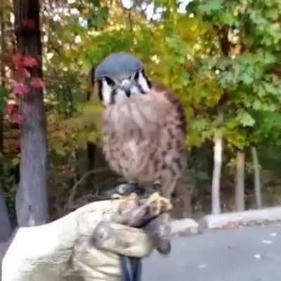 Kestrel Bird