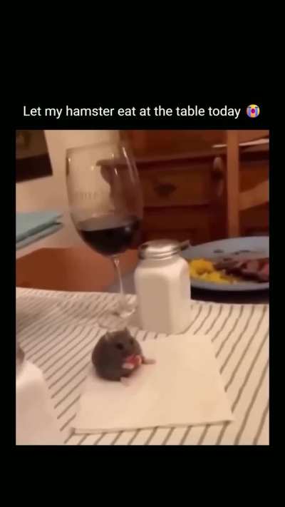 Hamster