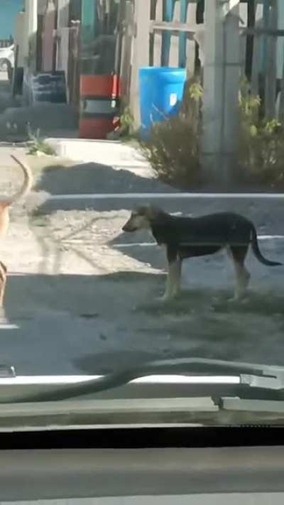 he had the whole street to do it