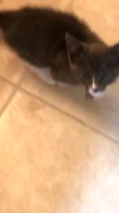 "She don&rsquo;t even meow she just SCREAMS"