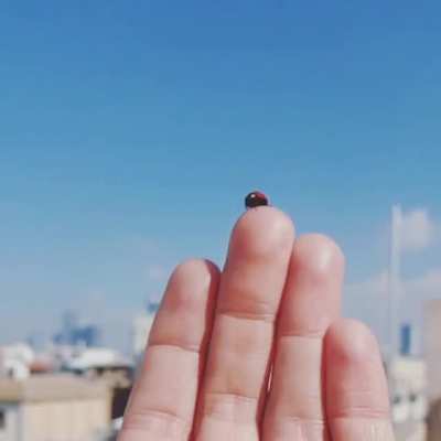 Lady bug / transformer.