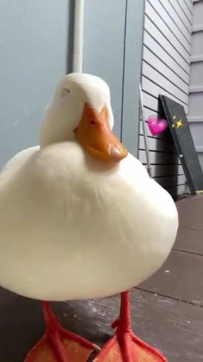 duckduck go