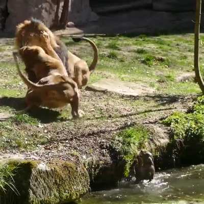 Mama lion saving her cub after it slipped off into the pond