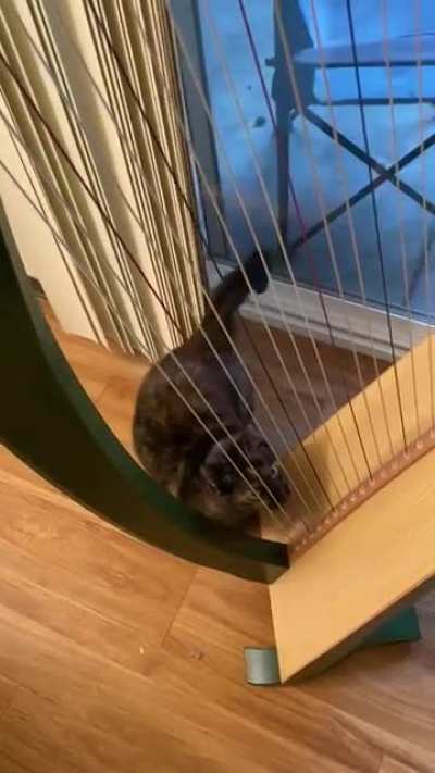 [OC] Harp Cat&hellip;