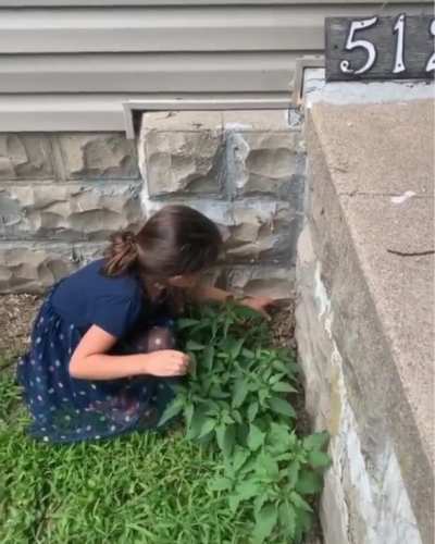 Not the frog!!
