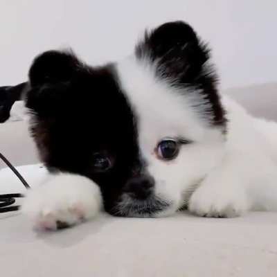 The puppy with the two tone face!