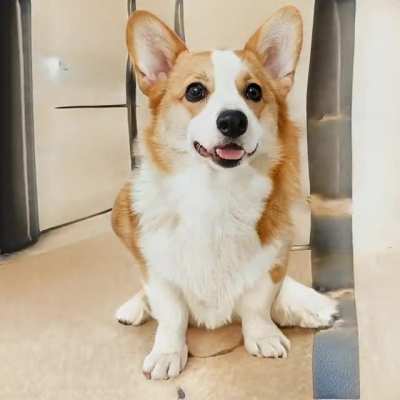 [P] StyleGAN2-ADA trained on cute corgi images &amp;lt;3