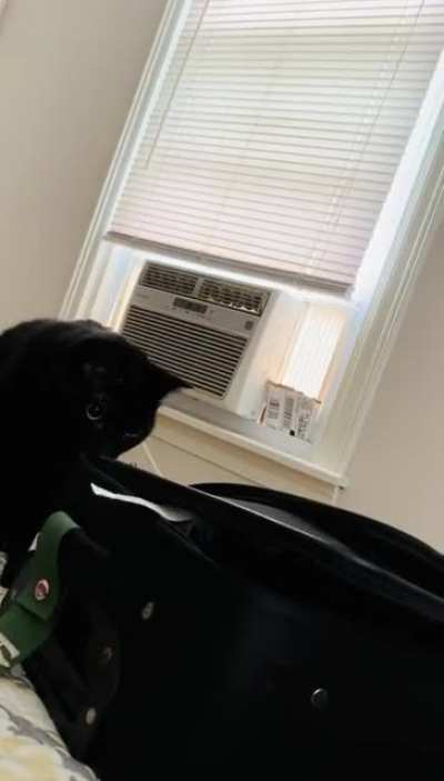 Sneak Attack!