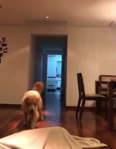 That&rsquo;s why I love goldens