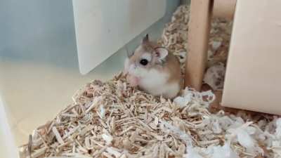 Stuart my recently adopted hamster enjoying a pineseed!