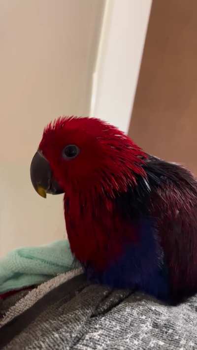 Is this angry or happy I can&rsquo;t tell if it&rsquo;s beak or tongue clicking. She seems unhappy with her shower.