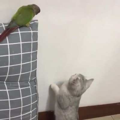 &ldquo;I&rsquo;m just checking the walls&rdquo;
