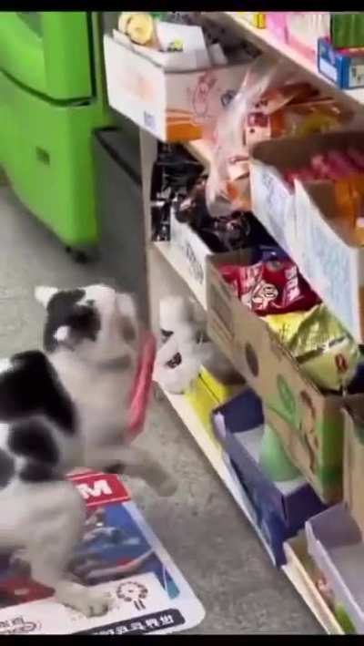 I&rsquo;s no shiplifturr! I&rsquo;s took whas meows! I&rsquo;s see! Is meow! Pawyer!