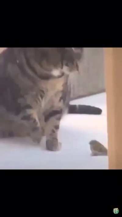 Poor bird
