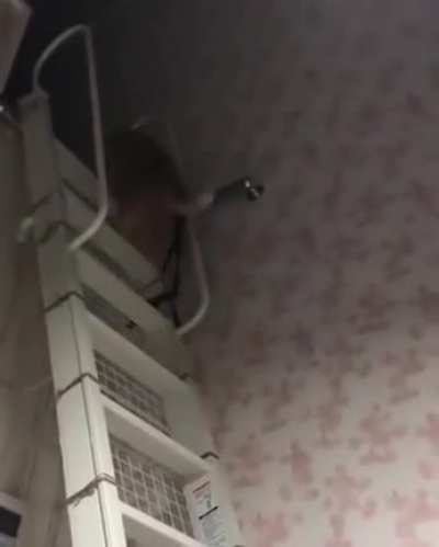 This is how cats climb a ladder...