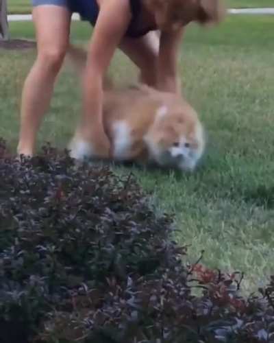 An absolute chonker