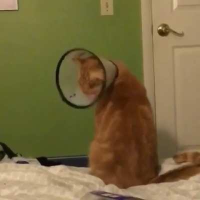 Why...can&rsquo;t...I...lick...my...self?!