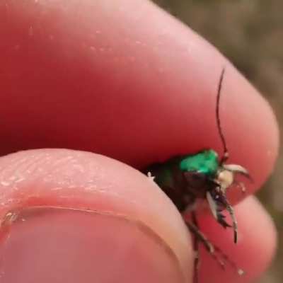 Tiger beetle