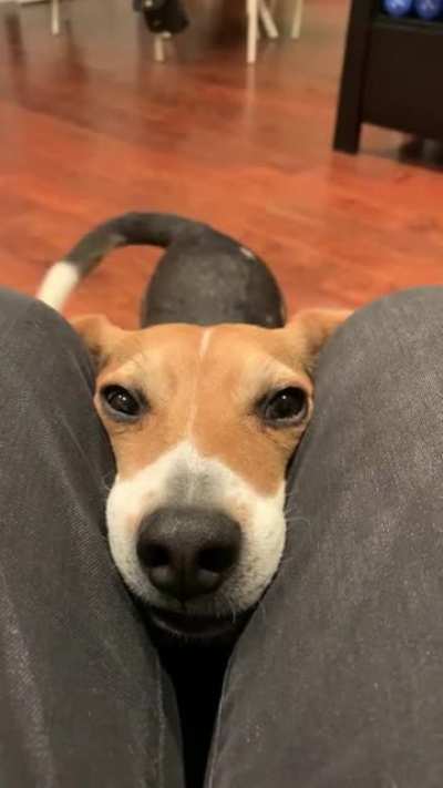 Leia&rsquo;s way of politely asking for a walk