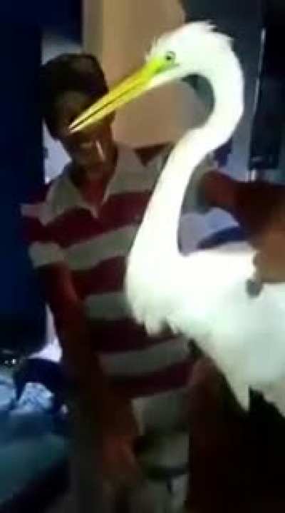 "Voc&ecirc; j&aacute; viu algo assim?"