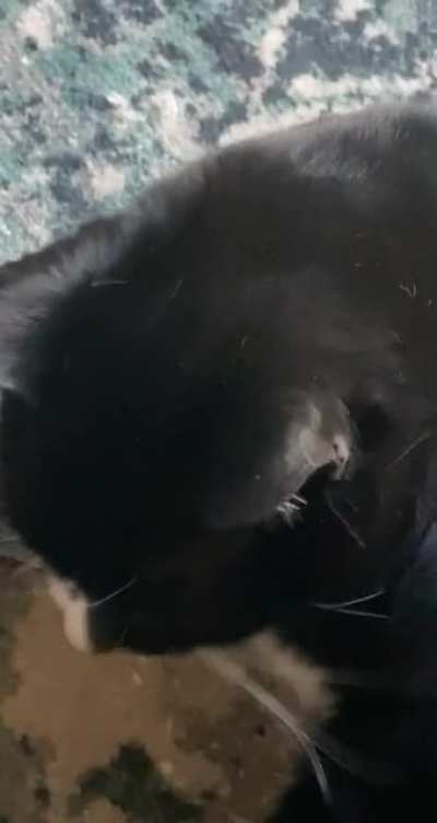 A Good Morning Squeak