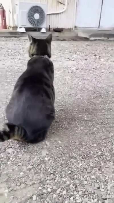 holdmycatnip