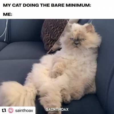 My cat doing the bare minimum.