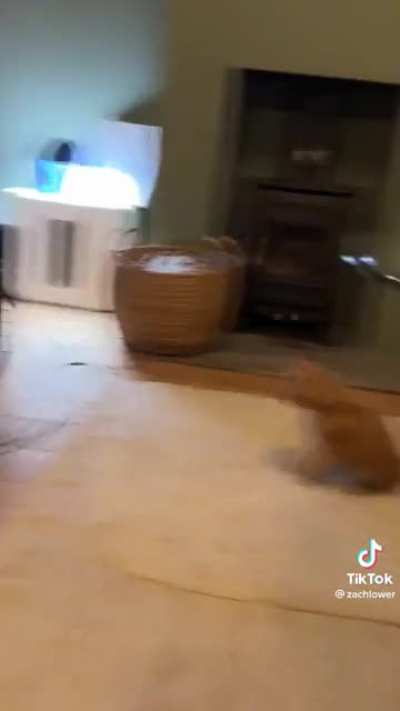 Gato rule