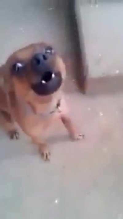 Você é framenguista😡