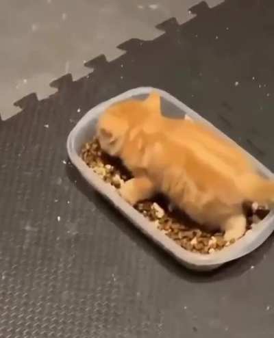 The most normal orange cat
