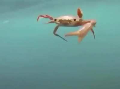 crabh